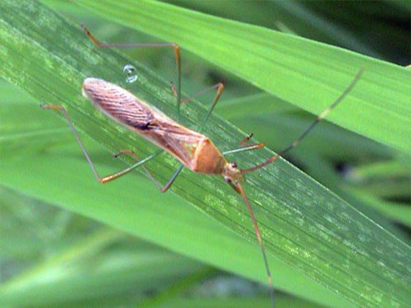 কীটনাশক