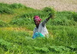 র ব্যবস্থাপনা পরিচালক  “সঠিক পদ্ধতিতে ফসলের সমস্যা নির্ধারণের মাধ্যমে